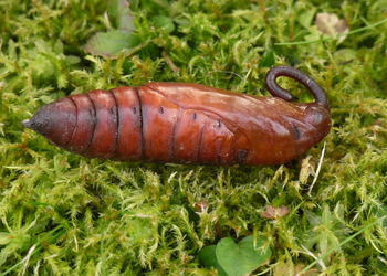 Windenschwärmer (Agrius convolvuli) - © Leo Kuzmits